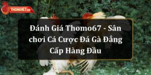 danh-gia-thomo67