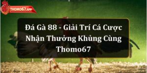 Đá Gà 88 – Giải Trí Cá Cược Nhận Thưởng Khủng Cùng Thomo67